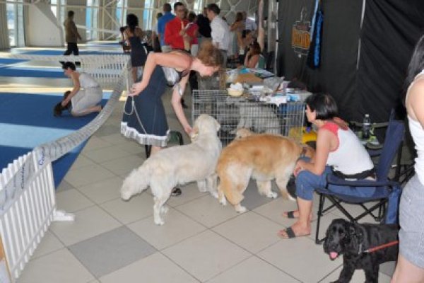 Expoziţie internaţională de câini, în week-end, la Pavilion